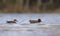 Couple of Male and female eurasian teals swim together from side view over water pond