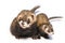 Couple of male and female ferrets as sample of sexual dimorphism