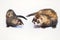 Couple of male and female ferrets as sample of sexual dimorphism