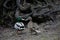 Couple of male and female mallards resting outdoors