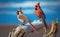 A couple of male and female Northern cardinal perched on driftwood, blurred blue sky background generative AI