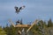 Couple of male and female ospreys