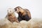 Couple of male ferrets in different colors posing on background