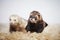 Couple of male ferrets in different colors posing on background