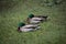 Couple of male mallards resting on the grass