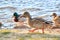 A couple of mallard ducks Anas platyrhynchos walking along the river bank