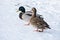 A couple of mallard ducks, on snow.