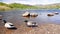 A Couple Of Mallard Ducks Standing And Preening Feathers On The Rocky Shore In Lake District, Engla