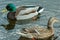 Couple of mallards floating on the pond.