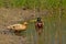 Couple of mallards on the side of a pond