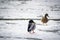 Couple of mallards standing on ice