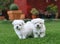 A couple of maltese bichon puppies in the grass