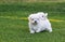 A couple of maltese bichon puppies playing in the grass