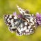 Couple of Marbled White butterfly