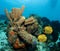 Couple of Masked Butterfly fish in the Caribbean