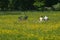 Couple in a meadow