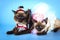 Couple of mekong bobtail cats in wedding costumes
