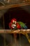 Couple of military macaws, on the perch to courting