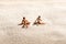 Couple of miniature people relaxing on a beach