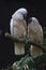 Couple moluccan cockatoo bird is love and eatting in garden