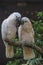 Couple moluccan cockatoo bird is love and eatting in garden