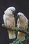 Couple moluccan cockatoo bird is love and eatting in garden