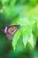 Couple Monarch butterflies mating on green leaf after the rain