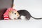 Couple of Mongolian gerbils sit on a white background in a Christmas red-white scarf pompons