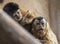Couple monkey sapajus libidinosus together