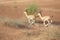 Couple of mountain gazelles running in the desert dunes.