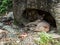 Couple of mountain lions (puma) sleeping