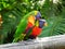 Couple of multicolored parakeet with French West Indies