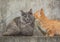 Couple Munchkin Cat, Gray And Orange.