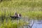 Couple of Muscovy duck in wild