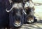 Couple of musk ox lying on the grass close-up.