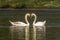 Couple of mute swans