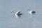 Couple Mute Swans in calm water