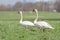 A couple of mute swans cygnus olor in a field