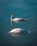 Couple of mute swans gracefully glide through a body of water.