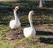 A couple of mute swans at the Lake Balboa park in Los Angeles, California