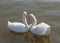 Couple of mute swans swimming togrther on the lake