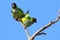 couple of Nanday Parakeet Aratinga nenday perched together on a branch