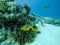 Couple of Nemo Fish near their Anemone and Red Sea Coral Reef in Egypt.