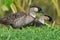 Couple of nene geese kauai hawaii