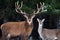 Couple of noble deer in a snowy winter forest. Natural winter image