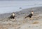 The couple of Northern crested caracaras walking on the sand beach