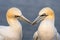 Couple of Northern Gannets Morus bassanus make a new home nest on a cliff, Helgoland in Germany, bird colony, beautiful birds,
