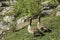 Couple od canadian gooses standing in Prince`s Island Park