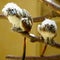 Couple Oedipus tamarin