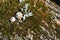 Couple of old white snails shells laying on green and white moss growing on tree bark background, top view